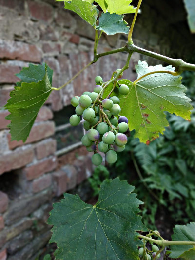 Weinanbau auf tommy-island